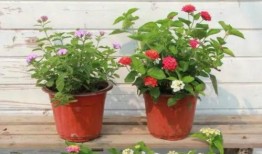 温州宠物店爆料视频最新,揭秘宠物行业背后黑幕